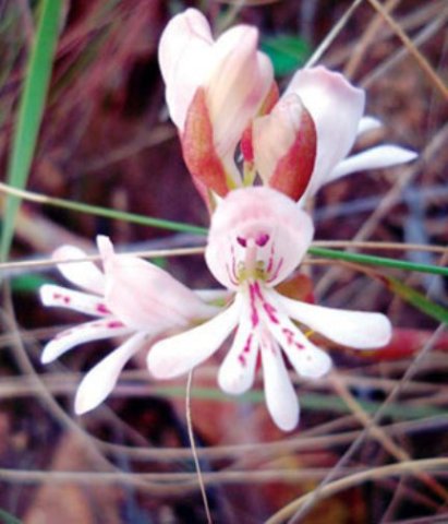 Satyrium species nova