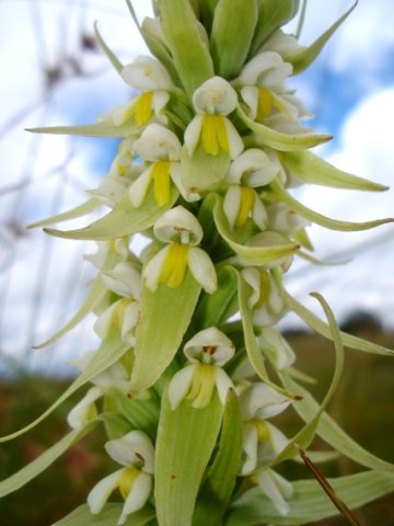 Satyrium trinerve flowers