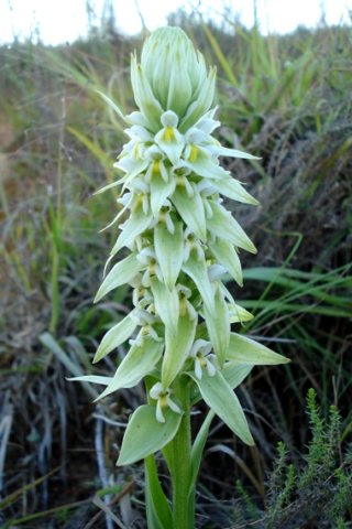 Satyrium trinerve