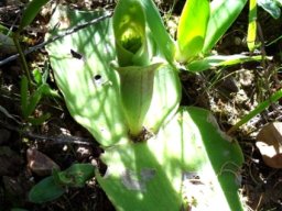 Satyrium bicorne