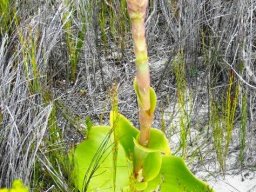 Satyrium carneum budding in September