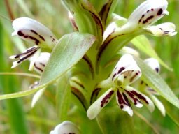 Satyrium cristatum var. longilabiatum