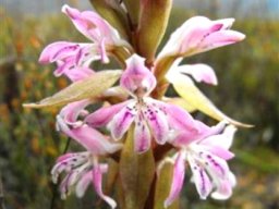 Satyrium erectum flowers
