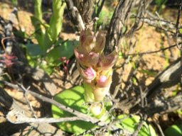 Satyrium