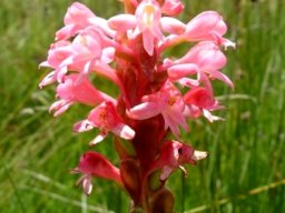 Satyrium hallackii subsp. ocellatum