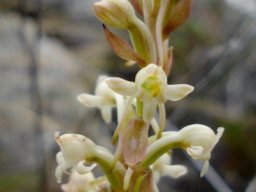 Satyrium humile spurs prominent