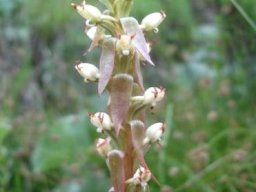 Satyrium ligulatum flowers