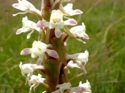 Satyrium longicauda var. longicauda flowers
