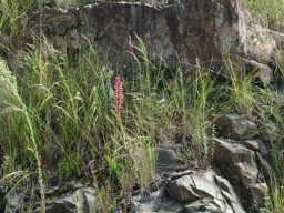 Satyrium macrophyllum habitat