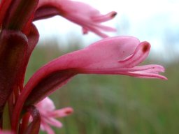 Satyrium macrophyllum flower profile