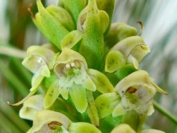 Satyrium microrrhynchum, top of the flower spike