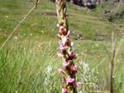 Satyrium neglectum