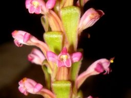 Satyrium neglectum flowers by night