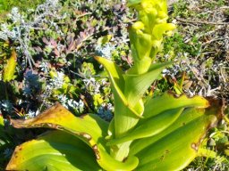 Satyrium odorum