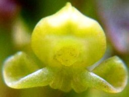 Satyrium parviflorum flower