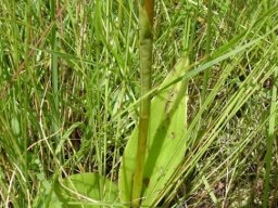 Satyrium parviflorum leaves