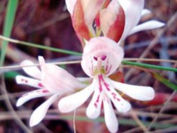 Satyrium species nova