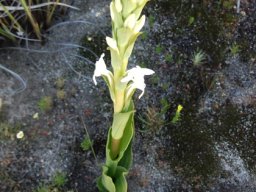 Satyrium stenopetalum subsp. brevicalcaratum