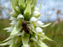 Satyrium trinerve and visiting bee
