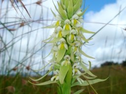 Satyrium trinerve spreading bracts