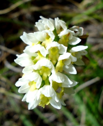 Schizochilus cecilii subsp. transvaalensis flowers