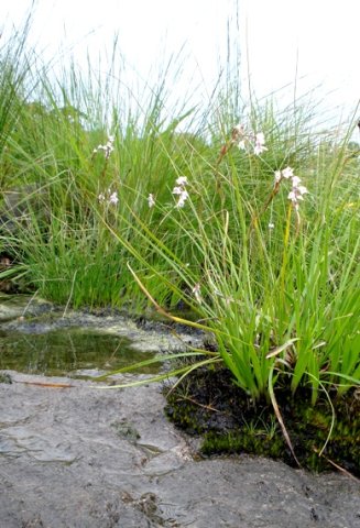 Schizochilus crenulatus
