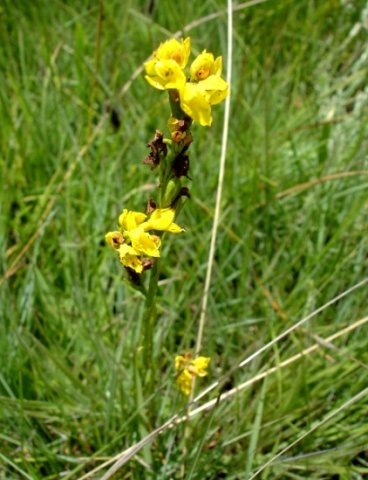 Schizochilus zeyheri