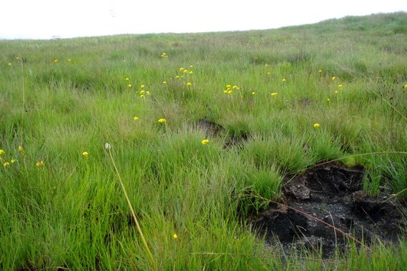 Schizochilus zeyheri distribution and habitat