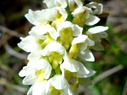 Schizochilus cecilii subsp. transvaalensis flowers