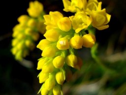 Schizochilus zeyheri flowers