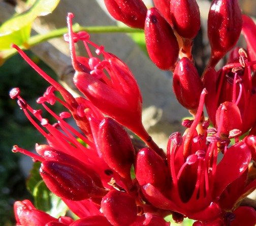 Schotia brachypetala long flower tube