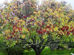 Schotia brachypetala, the well-known one in Kirstenbosch 