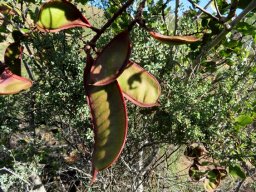 Schotia latifolia fruit pods