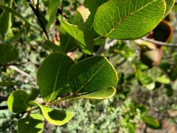 Schotia latifolia leaves