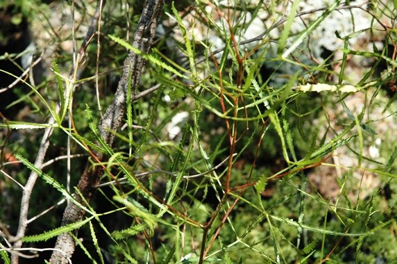 Searsia erosa