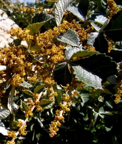Searsia batophylla flowers