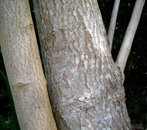 Searsia chirindensis stems