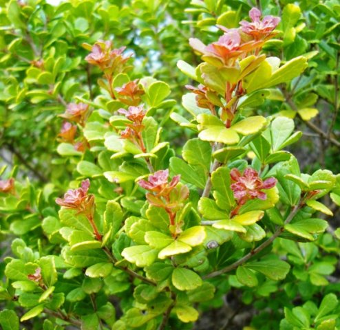 Searsia crenata, the dune crow-berry