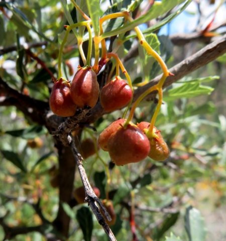 Searsia dissecta fruit