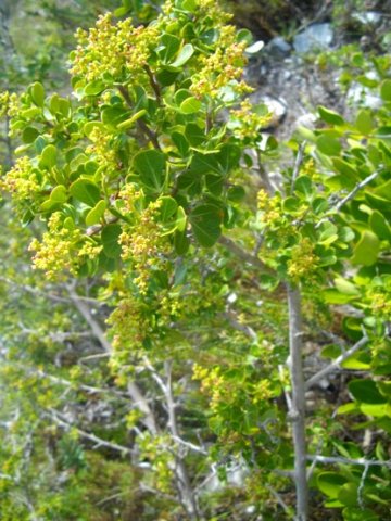 Searsia glauca stems