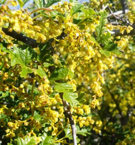 Searsia incisa var. incisa