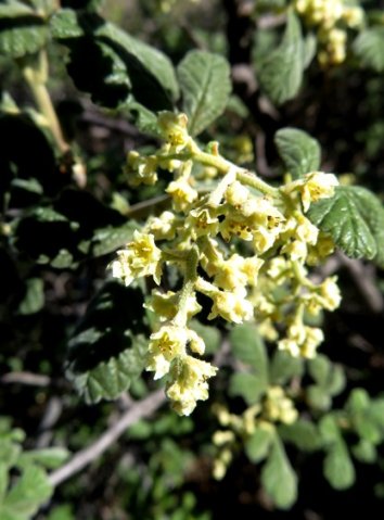 Searsia incisa var. effusa open flowers