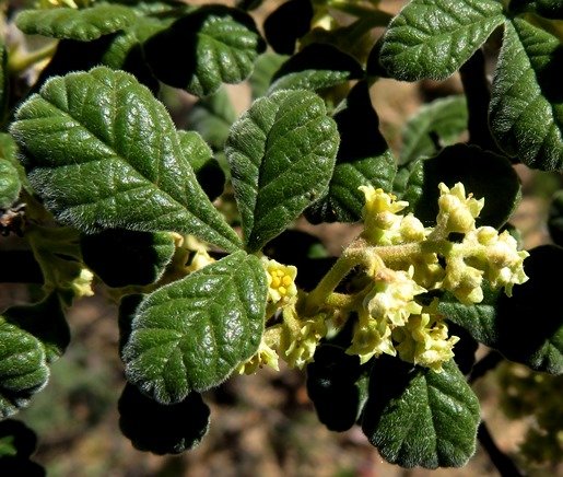 Searsia incisa var. effusa leaf