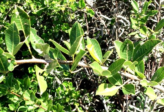 Searsia laevigata var. laevigata forma laevigata branch