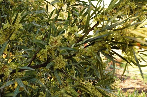Searsia lancea flowering