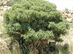 Searsia zeyheri at Dullstroom