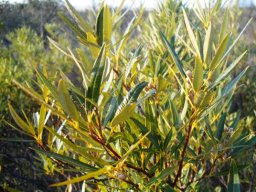 Searsia angustifolia at Elandsberg