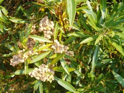 Searsia angustifolia fruit in Jonkershoek