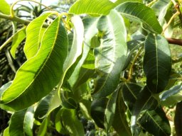 Searsia chirindensis leaves