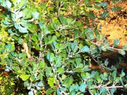 Searsia glauca